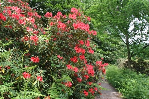 Rhododendron, Wakehurst Place Garden 