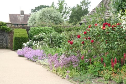 Rose, Wakehurst Place Garden