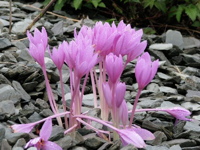 National Botanic Garden of Wales, 2009