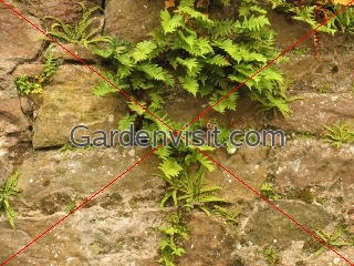 Wall Ferns