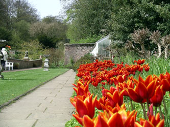 Queen of Sheba Tulips, Wallington
