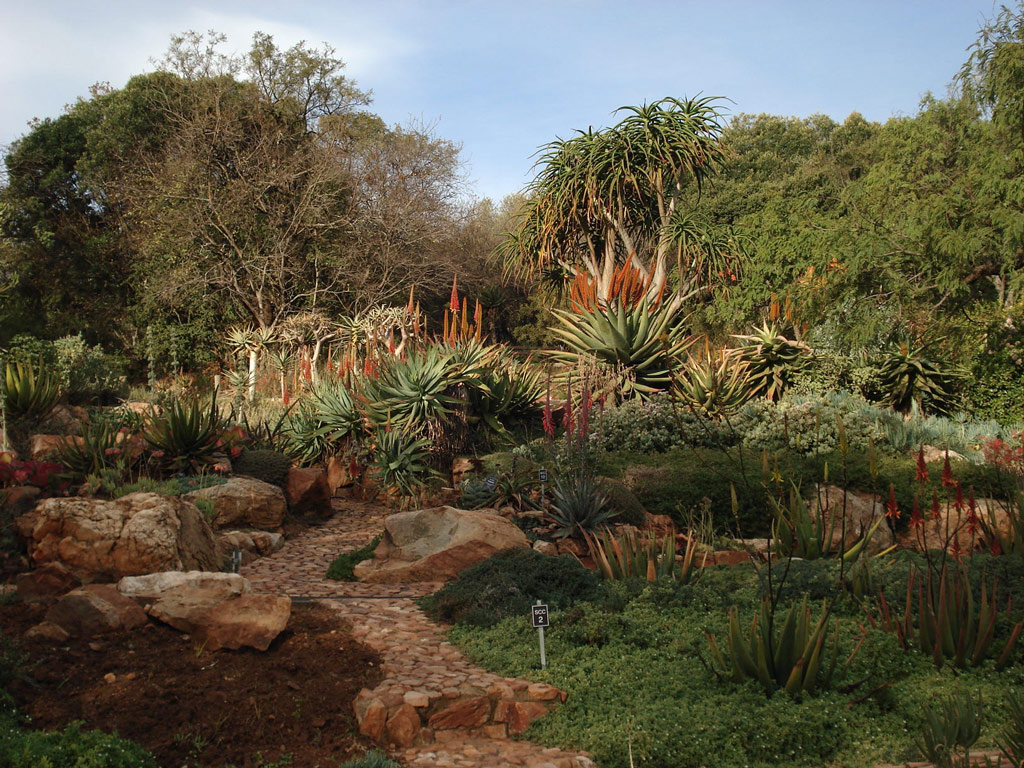 Aloes, Walter Sisulu National Botanic Garden