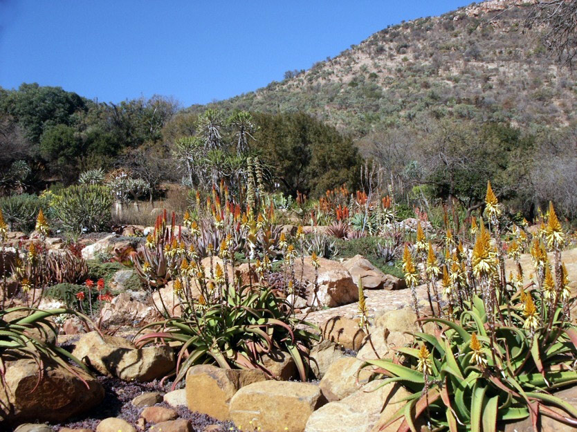 Succulents, Walter Sisulu National Botanic Garden