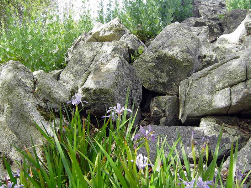 Nativescapes Garden
