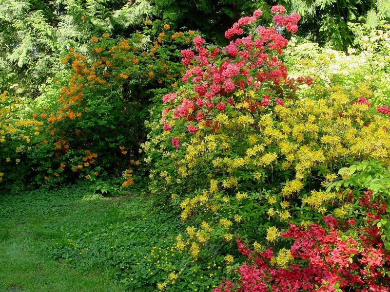 Azaleas, Washington Park Arboretum