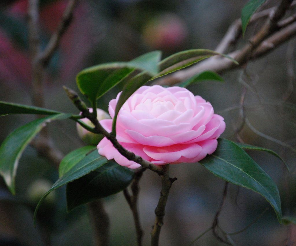 Washington Oaks Gardens State Park, Florida