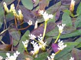 Water plants