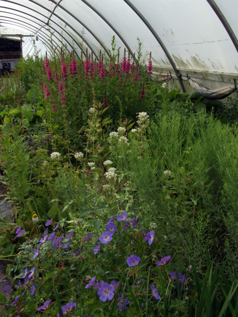 Waterperry Gardens Nursery