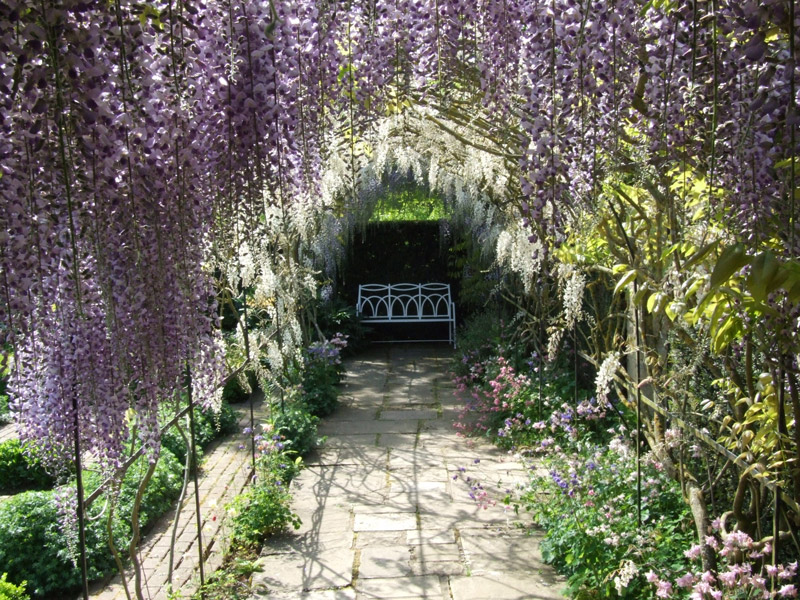 Wisteria, Waterperry Gardens