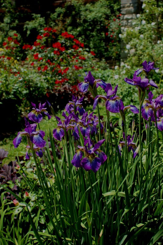 Iris sibirica, Wegerzyn Gardens