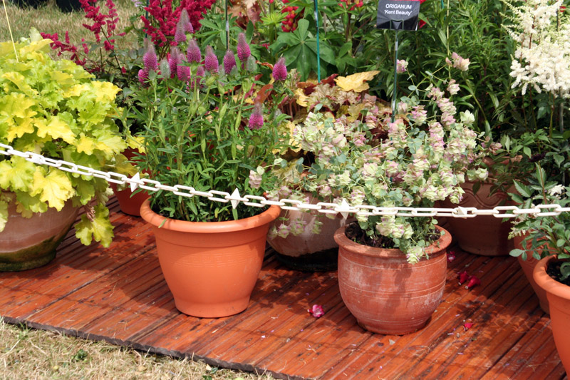Westcountry Nurseries, Devon