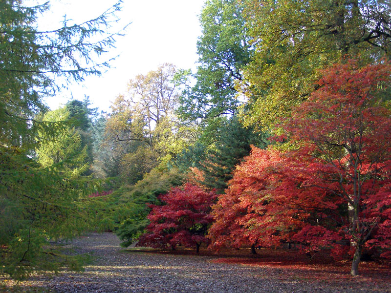 Westonbirt Arboretum