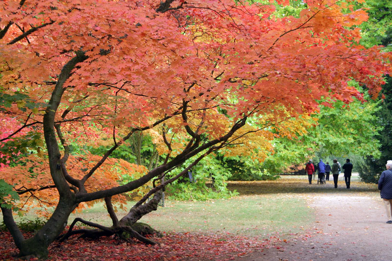 Autumn, Westonbirt Arboretum