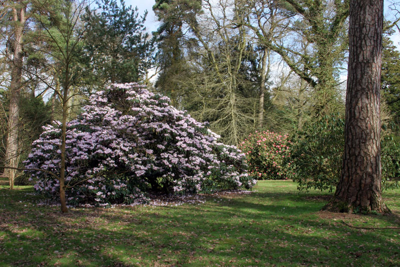 March, Westonbirt Arboretum