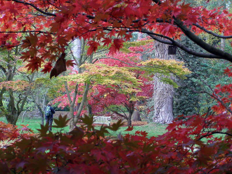 Japanese Maple, Westonbirt Arboretum
