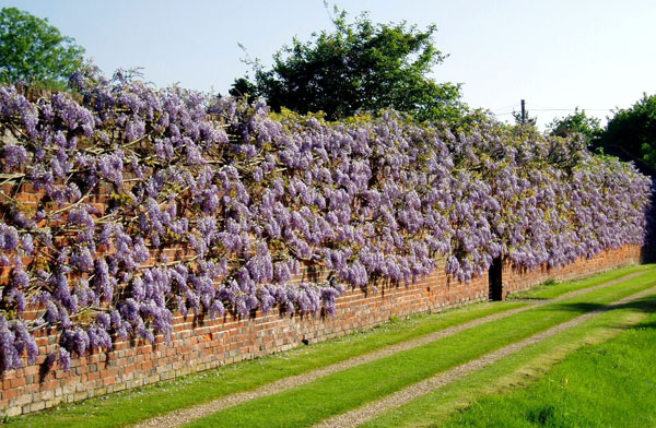 Wisteria at Wickham Place Farm Gardens