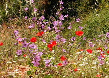 Meadow planting design