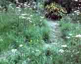 Wildflower meadow