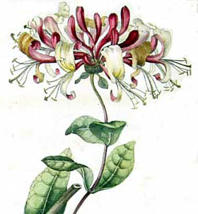 William Curtis, Honeysuckle