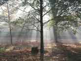 Wimbledon Common