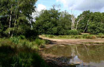 Wimbledon Common