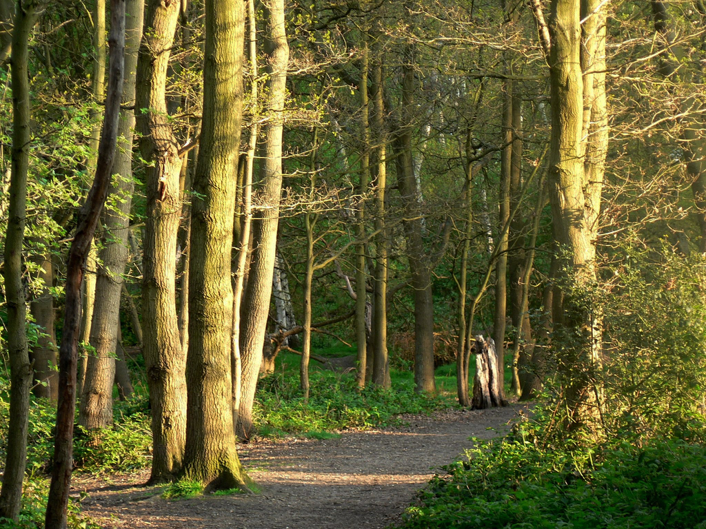 Wimbledon Common wimbledonian