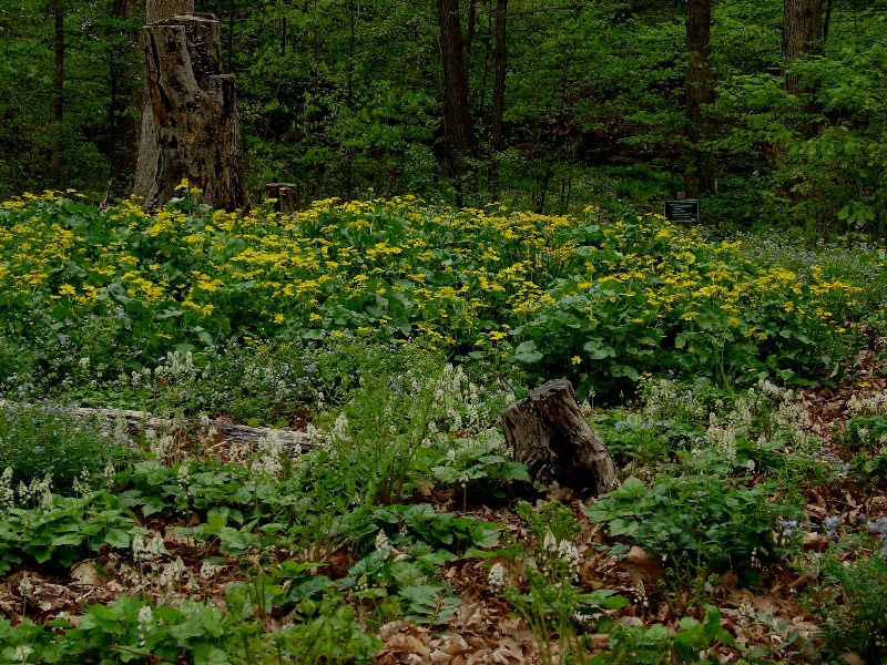 Winkler Botanical Preserve