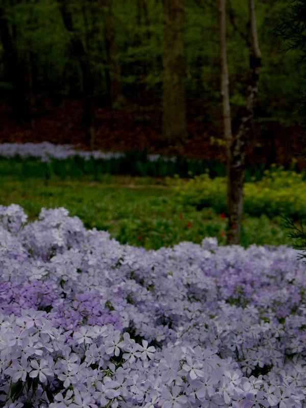Winkler Botanical Preserve, Virginia