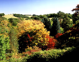 Winkworth arboretum ntpl