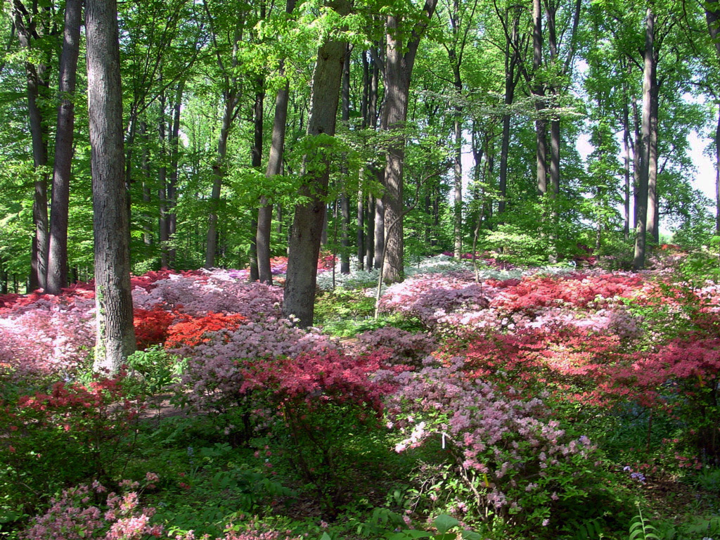 Winterthur Garden, DE