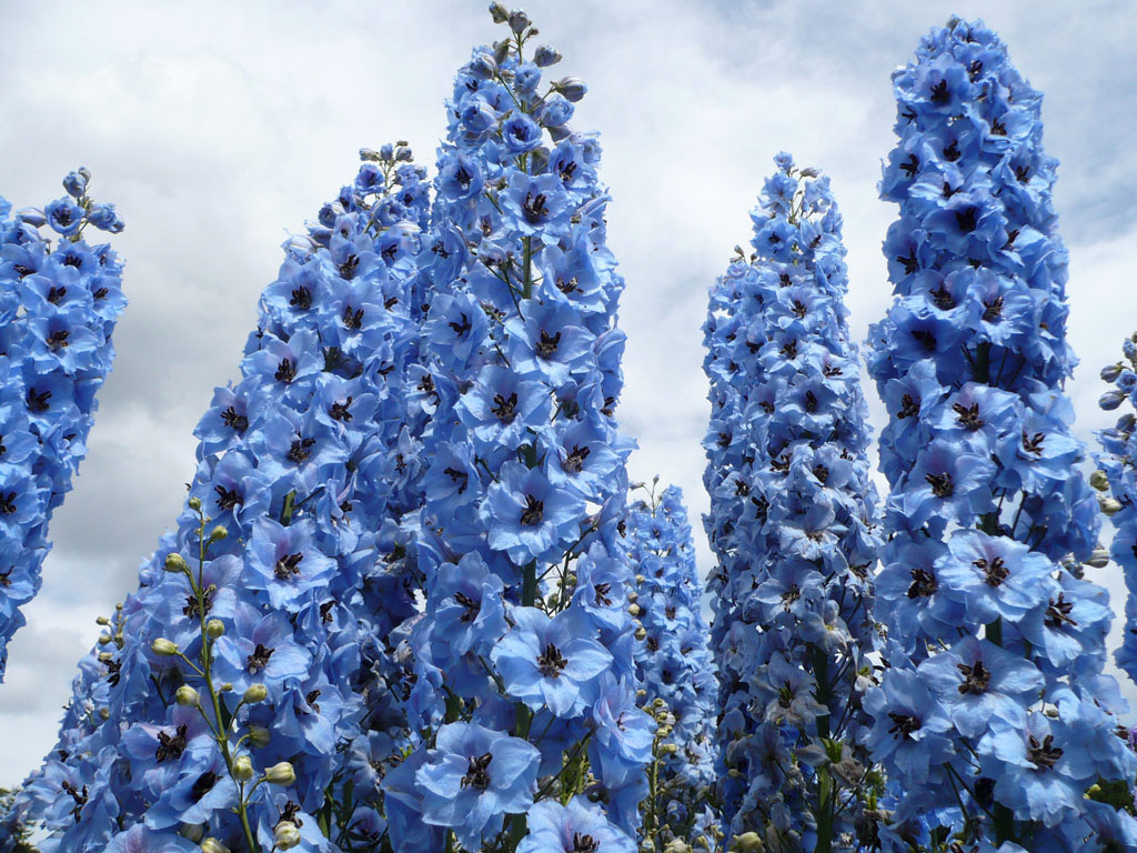 Delphiniums, Wisley