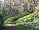 Woodland
