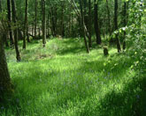 Woodland