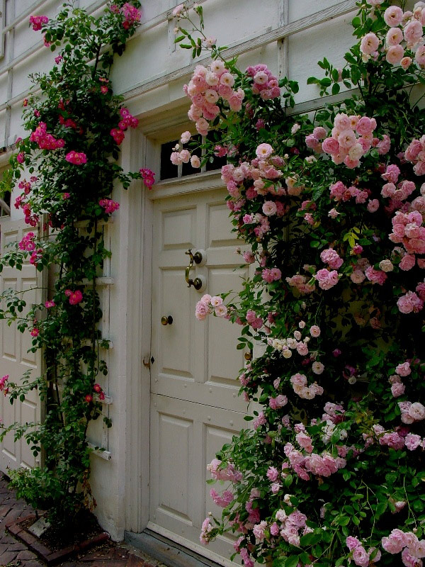 Roses, Wyck Garden
