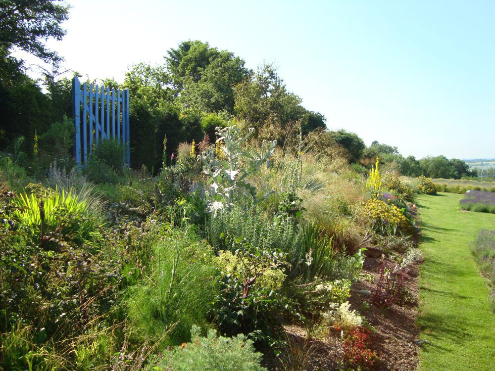 Dry Garden, Yorkshire Lavender