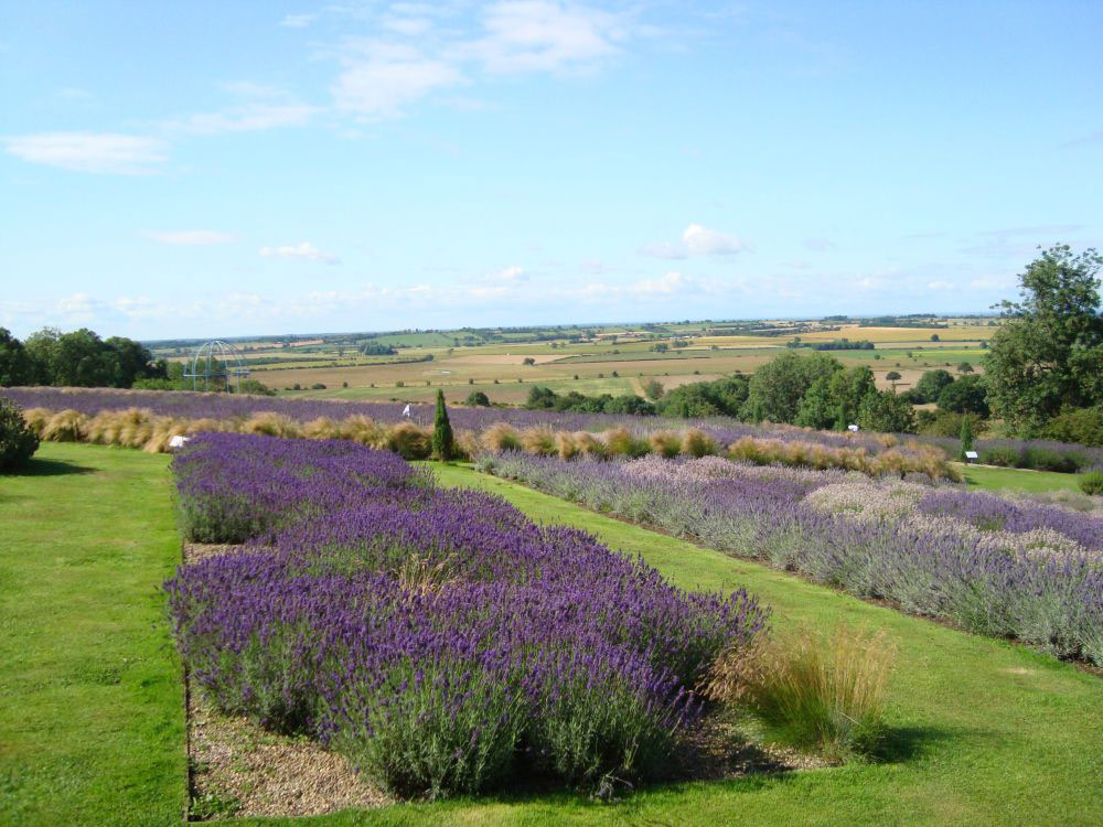 Yorkshire Lavender Garden, North Yorkshire