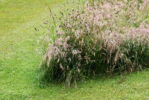 Long grass and unmown grass at Bramham Park