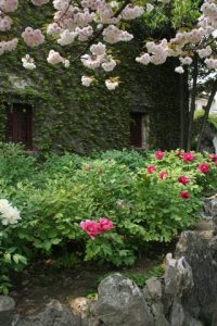 Red, white and pink flowers in a Yangzhou garden