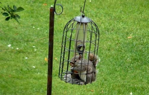 ... squirrel-proof bird feeder” – or was it a “bird-proof squirrel