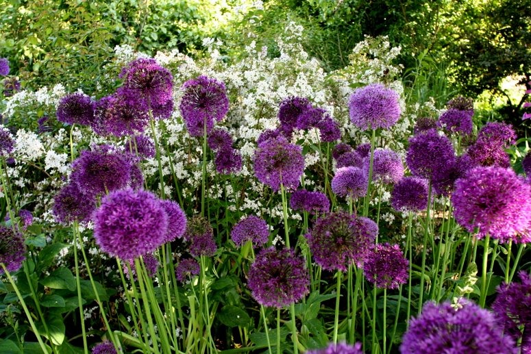 Hyde Hall RHS Essex Planting