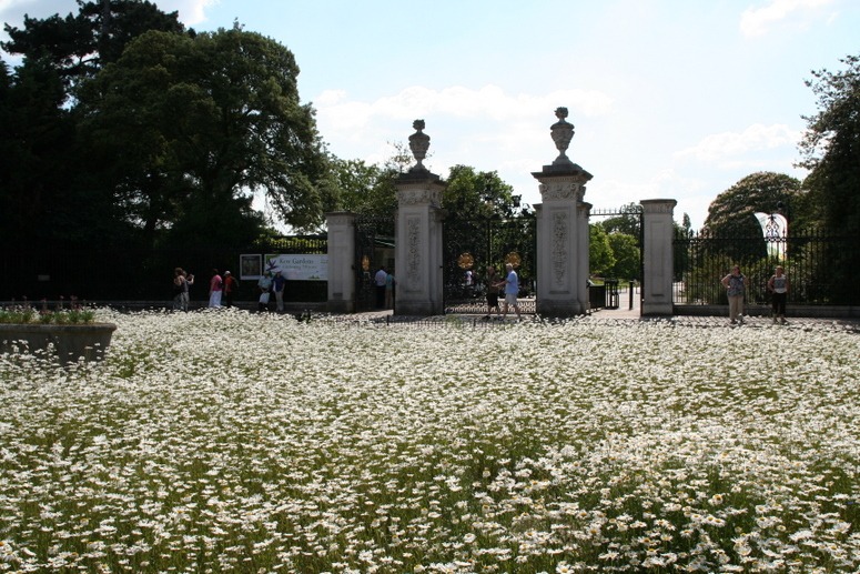 Wildflower planting outside Kew Gardens