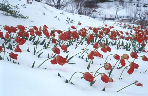 tulips-in-the-snow