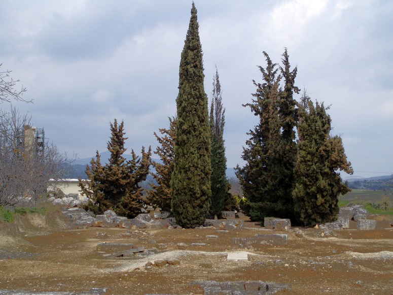Nemea has the only sacred grove found by archaeologists