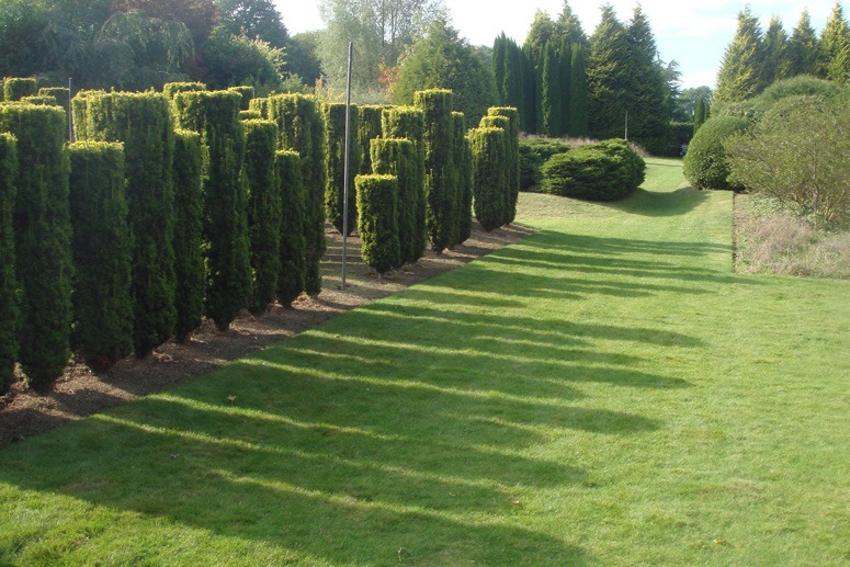 The Yew Army at Sericourt
