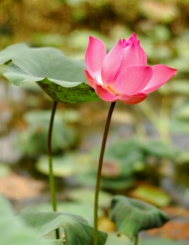 Nelumbo nucifera, the Sacred Lotus, is an important symbol in Asian gardens