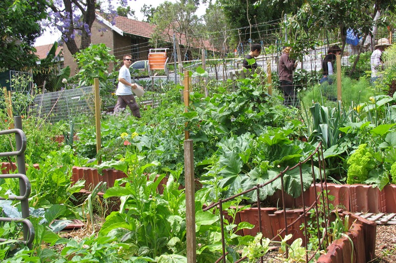 Permaculture at Glovers Street Organic Community Garden in Sydney