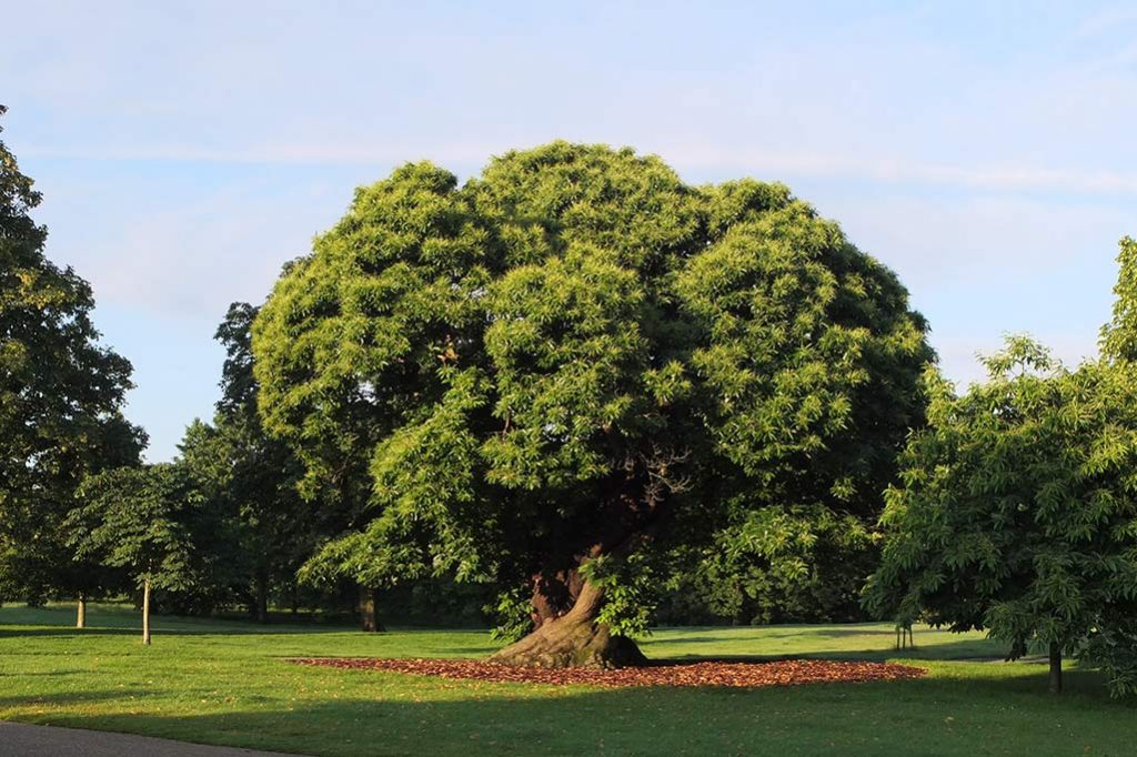 The roots of this ancient tree are now cared for with a ring of bark chippings which hold fallen leaves and chestnut shells