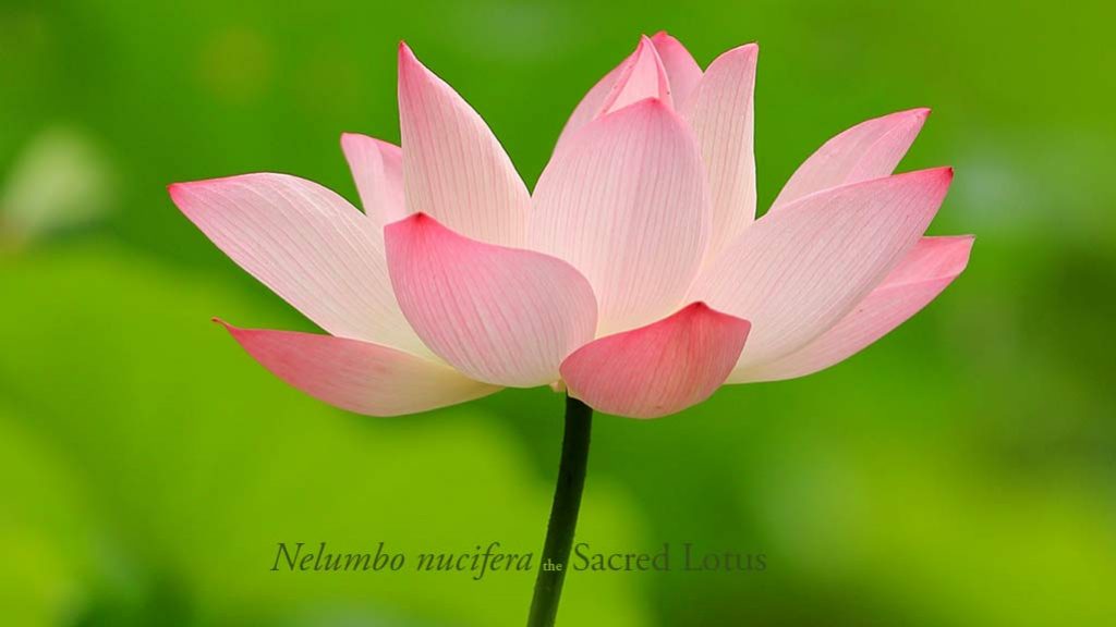 Beliefs have led to the planting of Nelumbo nucifera the Sacred Lotus since ancient times