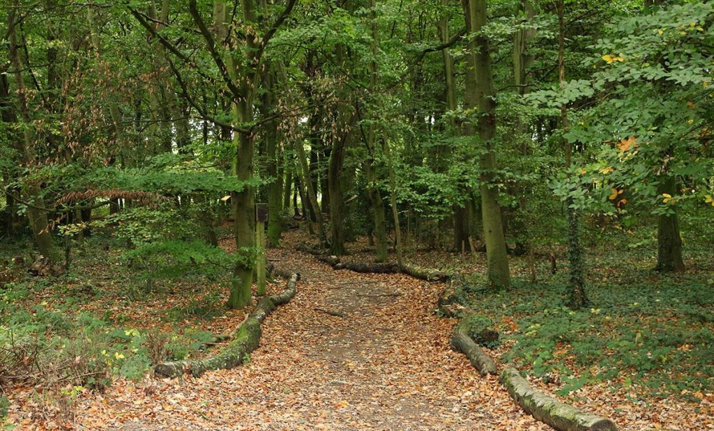 This Wanstead Park footpath suggests an easy way of marking the lines of the old axial lines on the forest floor