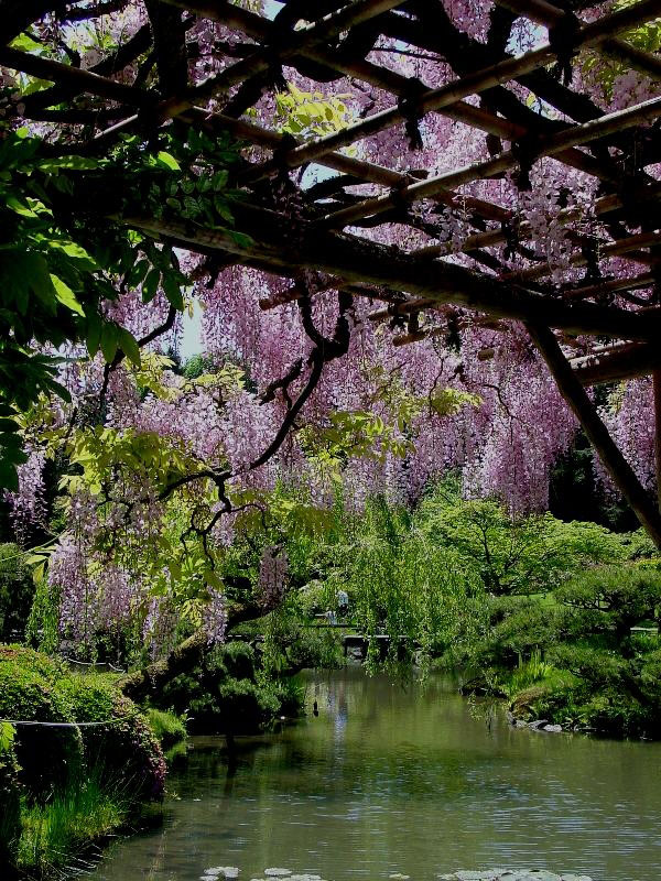 Washington Park Arboretum and Japanese Garden